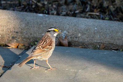 Yellow-browed Sparrow