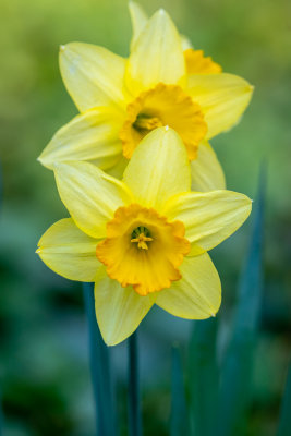 Narcissus