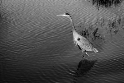 Resident Blue Heron VIII