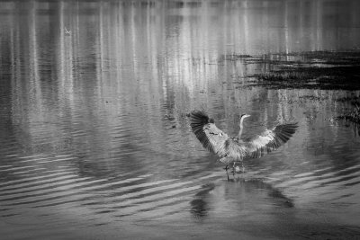 Resident Blue Heron VI