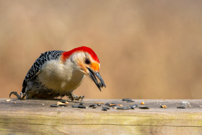Red Bellied Woodpecker II