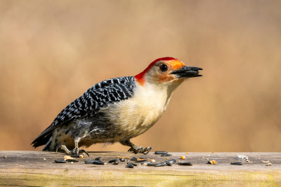 Red Bellied WoodpeckerI