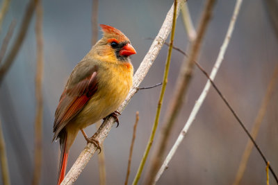 Cardinal - Female (Cardinalis cardinalis)