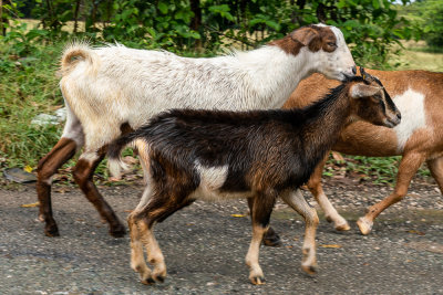 Goats III