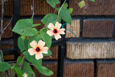 Thunbergia alata,