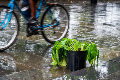 Thirsty Plant Outside in the Rain