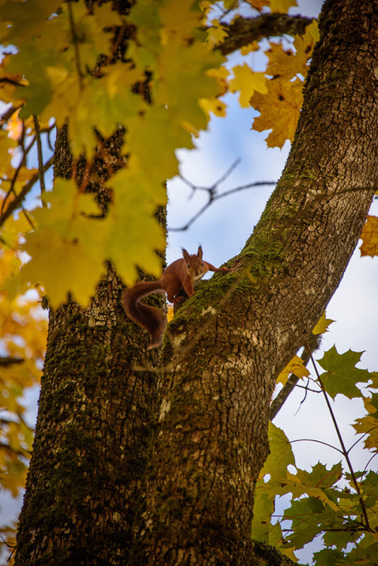 DSC_2242.jpg