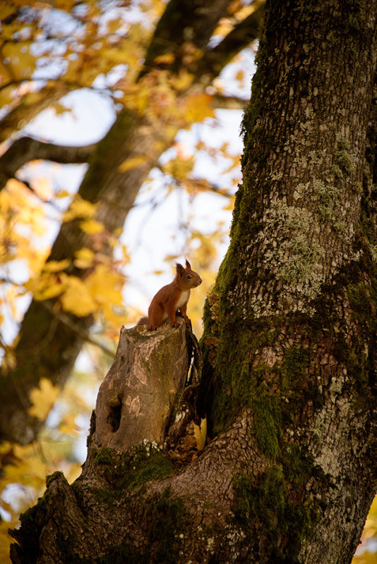 DSC_2241.jpg