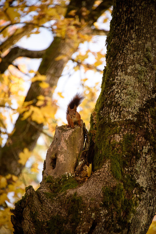 DSC_2240.jpg