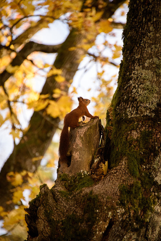 DSC_2239.jpg
