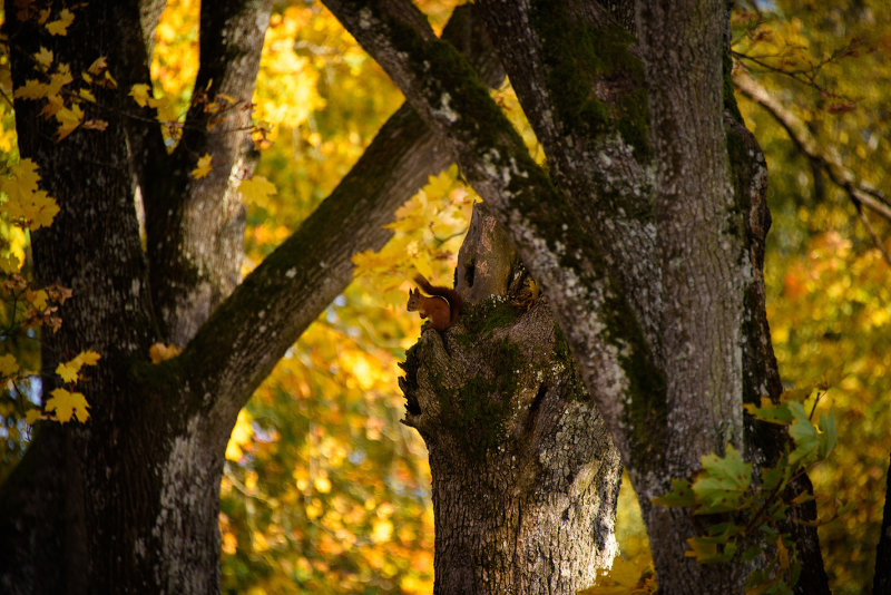 DSC_2236.jpg