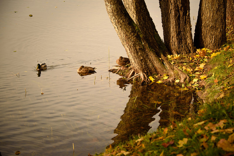 DSC_2233.jpg