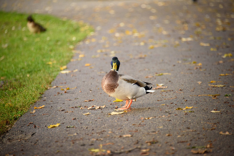 DSC_2168.jpg