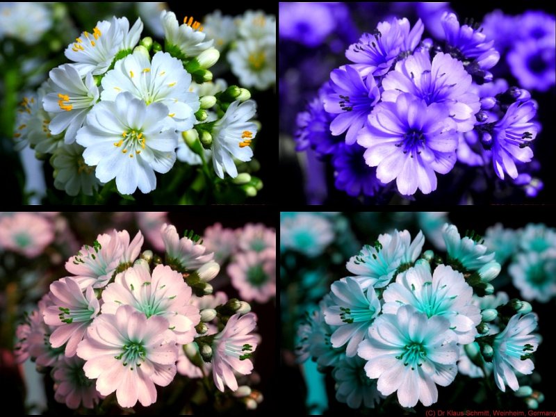 Lewisia white VIS-UV-BU-BV 2022-04-13_(c).jpg