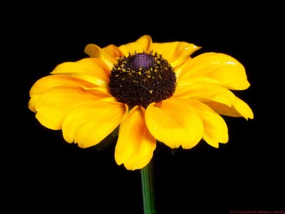 RudbeckiaHirta_HUMAN_P1430647a_c.jpg