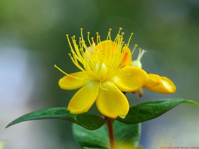 Hypericum2019_VIS_P1760234_c.jpg