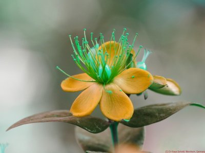 Hypericum2019_BU_P1760229_c.jpg