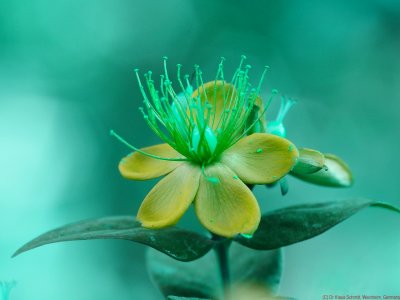 Hypericum2019_BV_P1760228_c.jpg