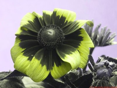 g12/08/747708/3/170846129.kXcClqa7.jpg