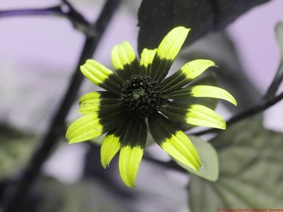 Rudbeckia fulgida 2020 UV P1800386a_(c).jpg