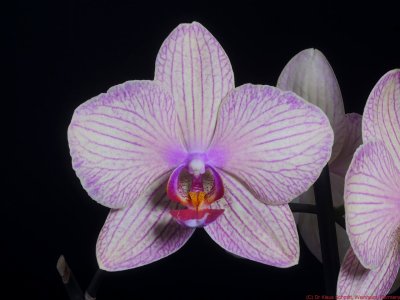 Phalaenopsis_VIS_P1810117_(c).jpg