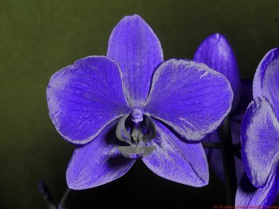 Phalaenopsis_UV_P1810123_(c).jpg