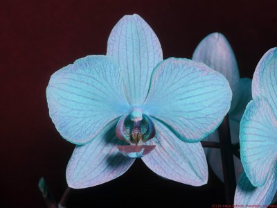 Phalaenopsis_BU_P1810133_(c).jpg