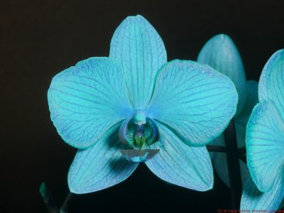 Phalaenopsis_BV_P1810139_(c).jpg