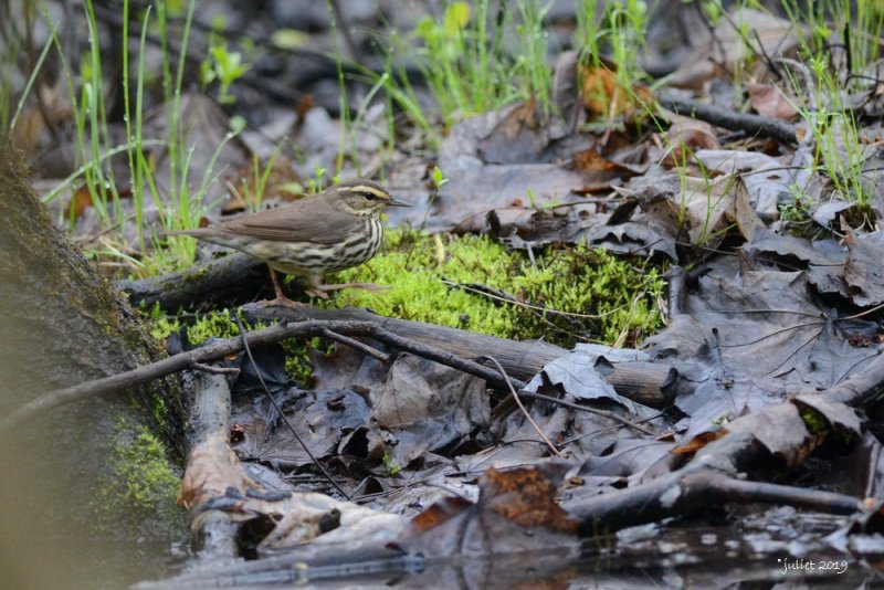 Paruline des ruisseaux (Northern waterthrush)