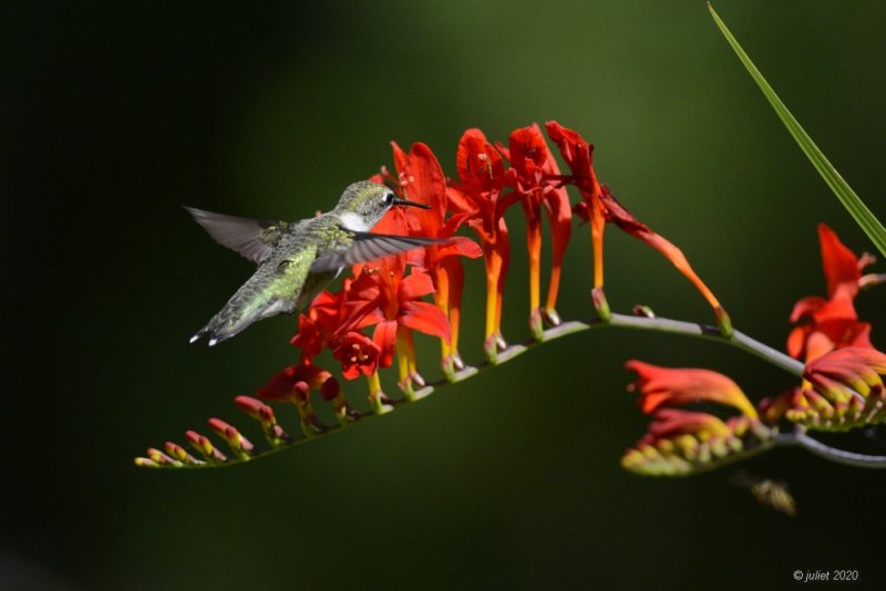 Colibri à gorge rubis (Ruby-throated hummingbird)