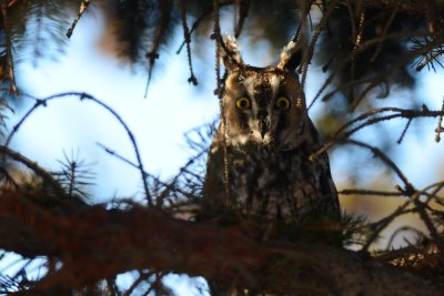 Hibou moyen-duc (Long-eared owl)