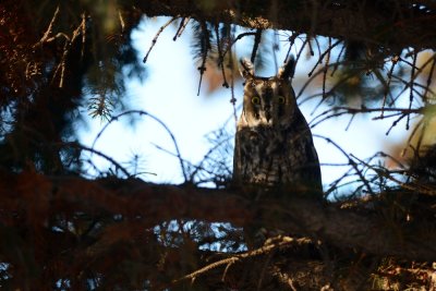 Hibou moyen-duc (Long-eared owl)