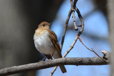 Grives (Thrush)