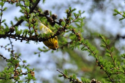 Paruline tigrée (Cape May Warbler)