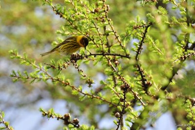 Paruline tigrée (Cape May Warbler)