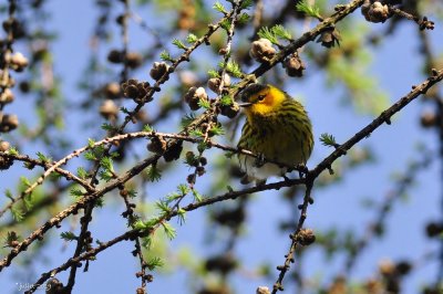 Paruline tigrée (Cape May Warbler)