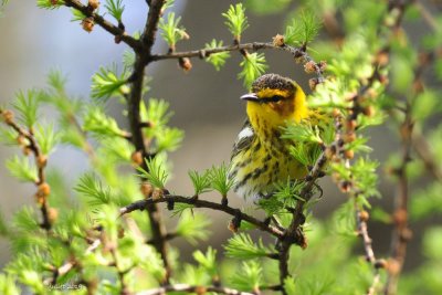 Paruline tigrée (Cape May warbler)