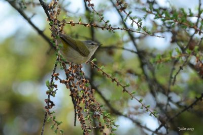 Paruline obscure (Tennessee warbler)