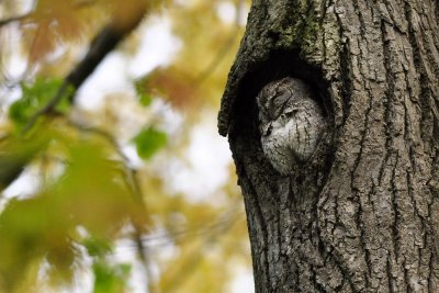 Petit-duc macul (Eastern screech owl)