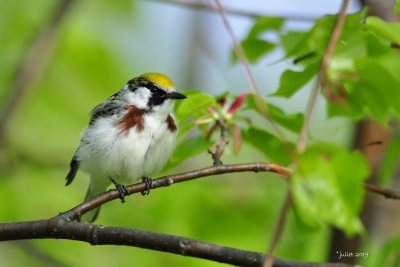 Paruline  flancs marrons (Chestnut-sided warbler)