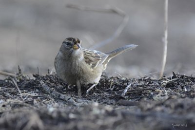 Bruant  couronne blanche (White-Crowned sparrow)