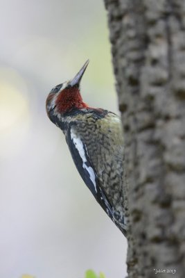 Pic  poitrine rouge (Red-breasted sapsucker) Sphyrapicus ruber