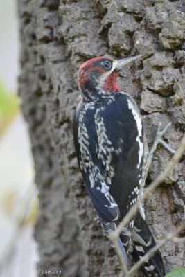 Pic  poitrine rouge (Red-breasted sapsucker) Sphyrapicus ruber