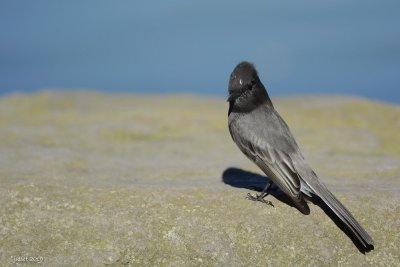 Moucherolle noir (Black Phoebe) Sayornis nigricans