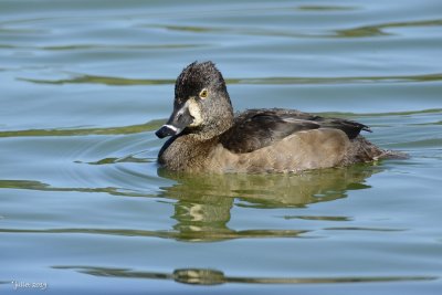 Fuligule à collier (Ring-necked duck) Aythya collaris
