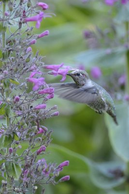 Colibri d'Anna (Anna's hummingbird) Calypte anna