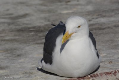 Goland d'Audubon (Western gull) Larus occidentalis