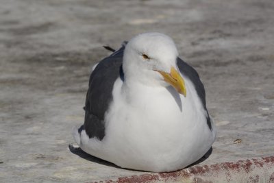 Goland d'Audubon (Western gull) Larus occidentalis