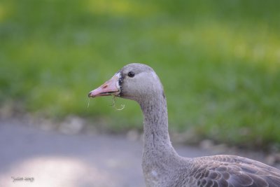 Oie Rieuse (Greater White-fronted Goose) Anser albifrons