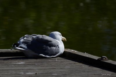 Goland d'Audubon (Western gull) Larus occidentalis